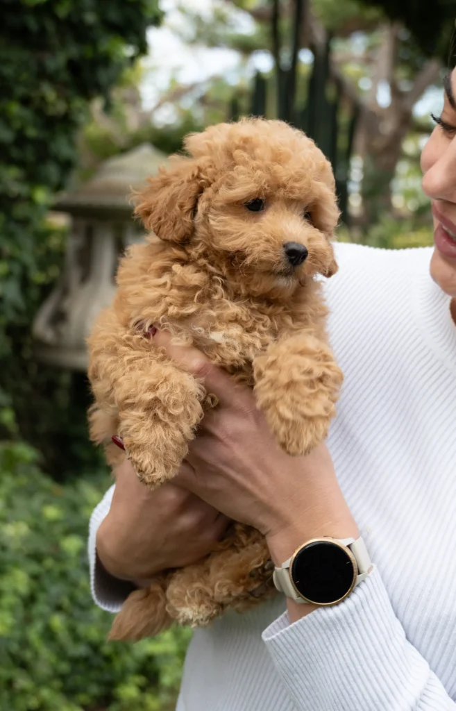 caniche toy (31)